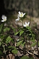 Resize of _MG_1086
